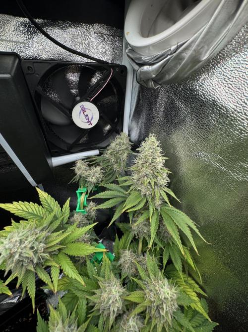 Eternity Grow 🏆 Micro Grow. Week 11