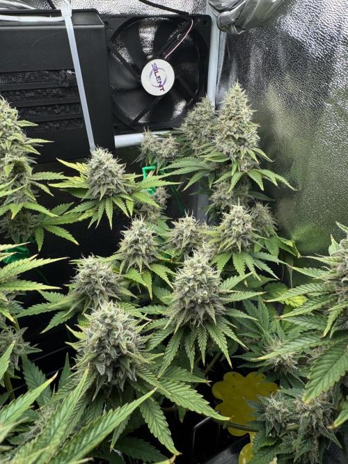 Eternity Grow 🏆 Micro Grow. Week 11