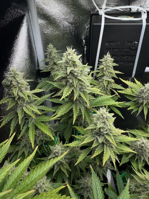 Eternity Grow 🏆 Micro Grow. Week 11