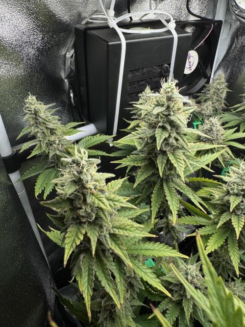 Eternity Grow 🏆 Micro Grow. Week 11