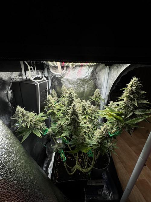 Eternity Grow 🏆 Micro Grow. Week 11
