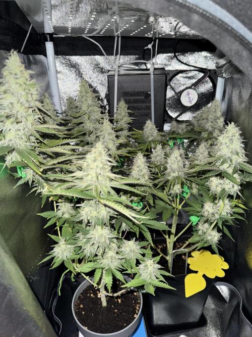 Eternity Grow 🏆 Micro Grow. Week 11