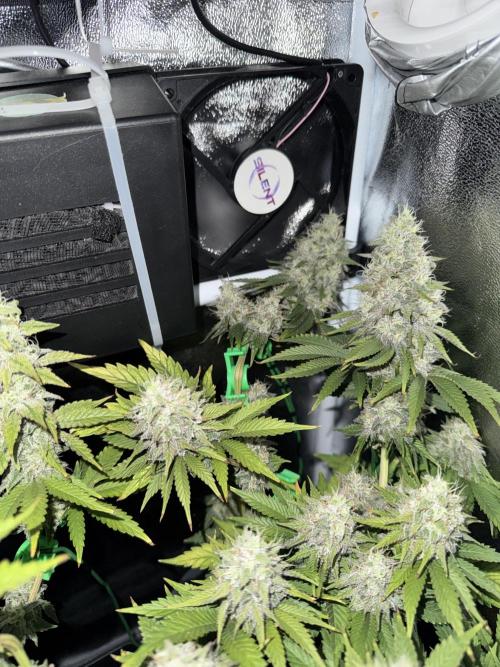 Eternity Grow 🏆 Micro Grow. Week 11
