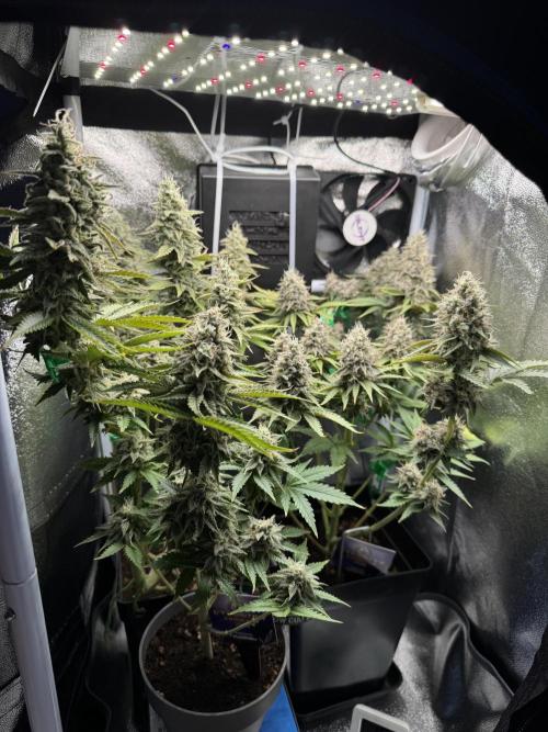 Eternity Grow 🏆 Micro Grow. Week 11