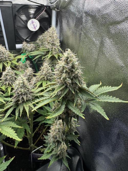 Eternity Grow 🏆 Micro Grow. Week 11