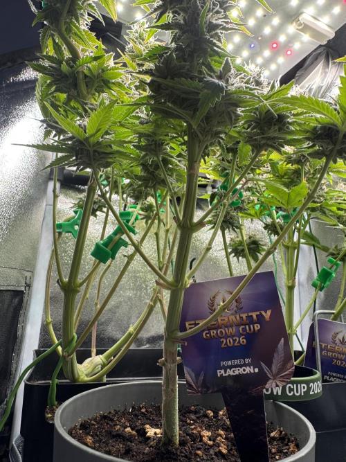 Eternity Grow 🏆 Micro Grow. Week 11