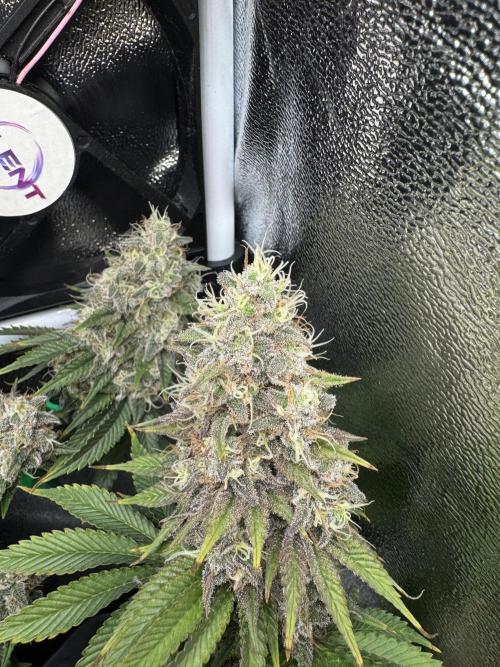 Eternity Grow 🏆 Micro Grow. Week 11