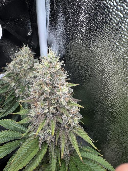Eternity Grow 🏆 Micro Grow. Week 11