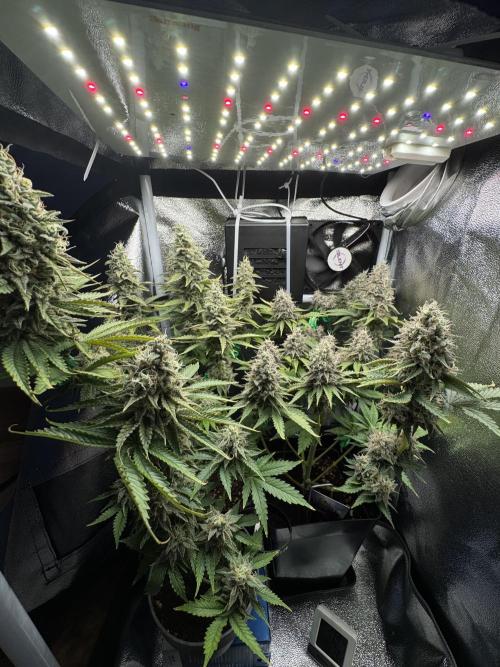 Eternity Grow 🏆 Micro Grow. Week 11