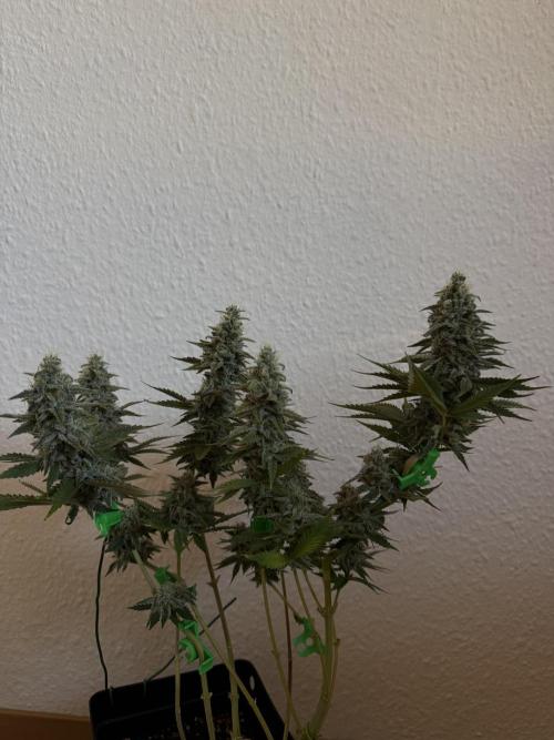 Eternity Grow 🏆 Micro Grow. Week 11