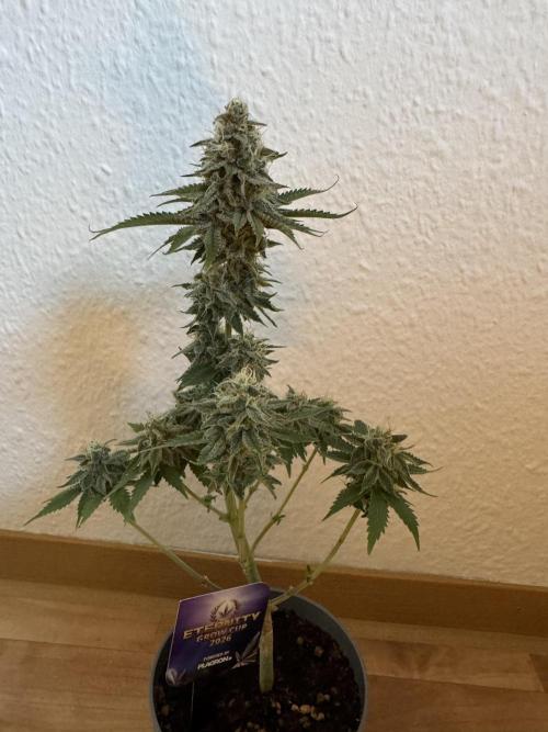 Eternity Grow 🏆 Micro Grow. Week 11