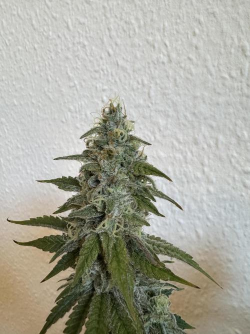 Eternity Grow 🏆 Micro Grow. Week 11