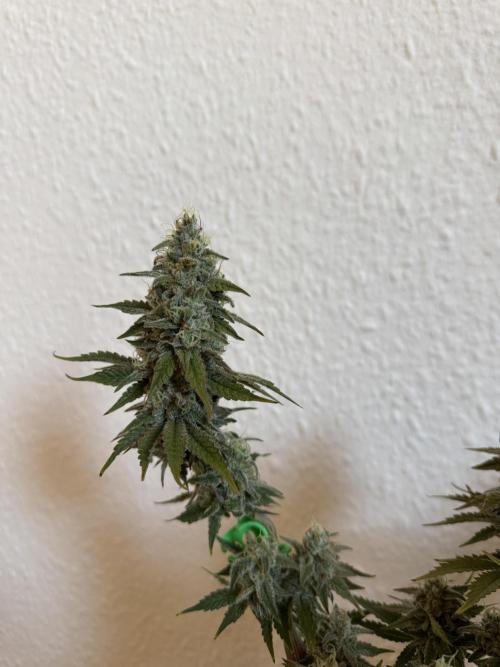 Eternity Grow 🏆 Micro Grow. Week 11