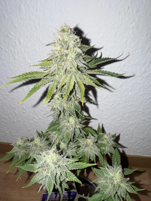 Eternity Grow 🏆 Micro Grow. Week 11