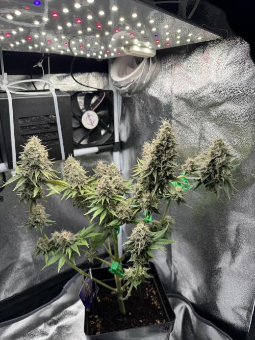 Eternity Grow 🏆 Micro Grow. Week 11