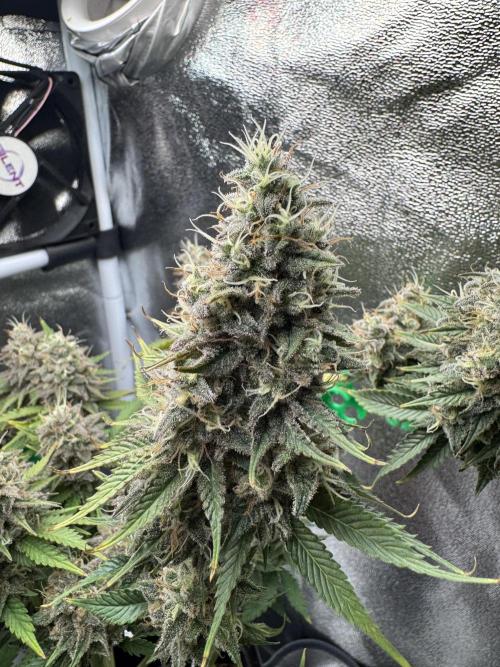Eternity Grow 🏆 Micro Grow. Week 11