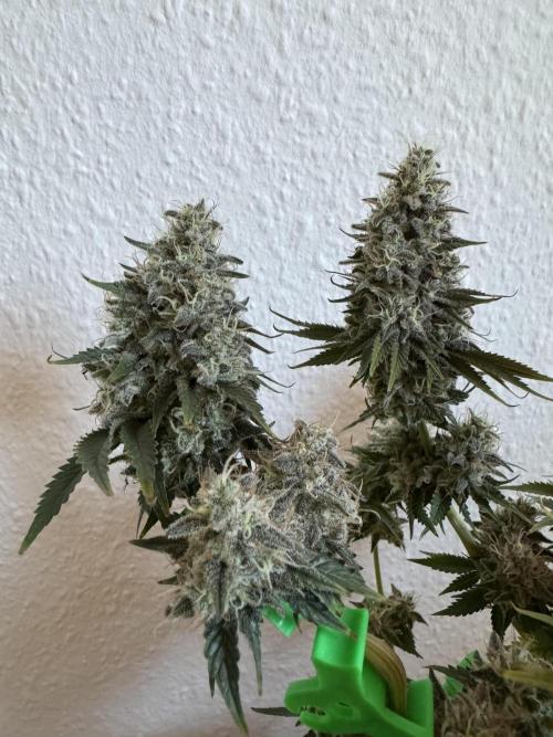 Eternity Grow 🏆 Micro Grow. Week 11