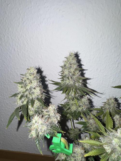 Sticky Broccoli . Week 11
