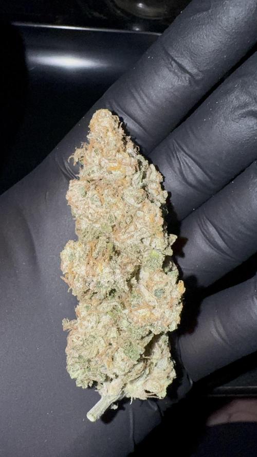 Eternity Grow 🏆 Micro Grow. Week 12 - Ein Mainbud von der rechten Pflanze