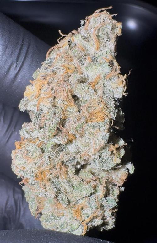 Eternity Grow 🏆 Micro Grow. Week 12 - Nahaufnahme Mainbud 0,5l Pflanze