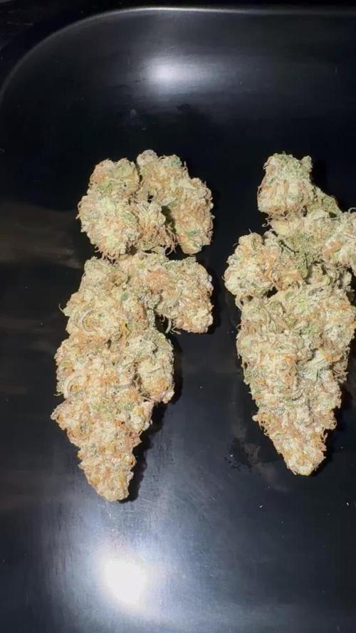 Eternity Grow 🏆 Micro Grow