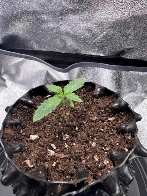 MellowJelly🍭. Week 1