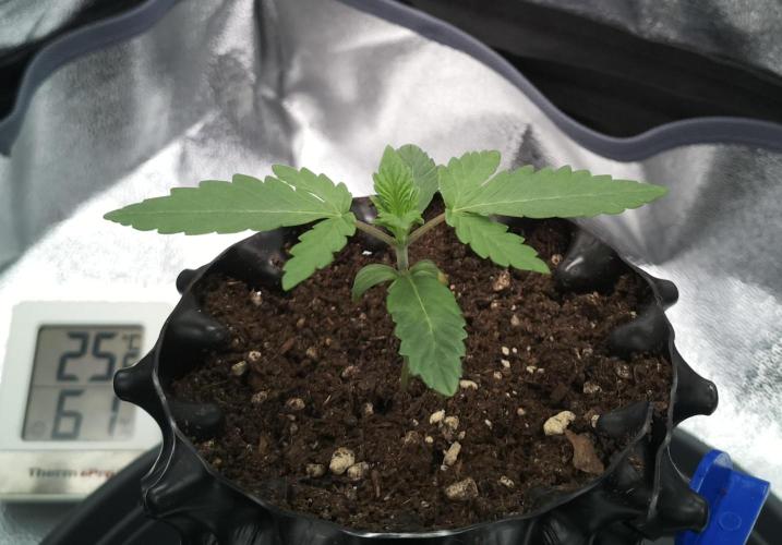 MellowJelly🍭. Week 1