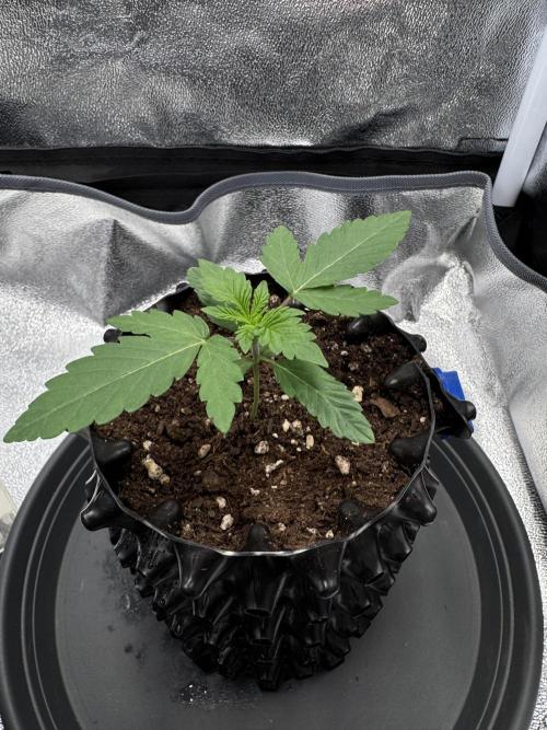 MellowJelly🍭. Week 1