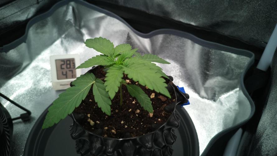 MellowJelly🍭. Week 2
