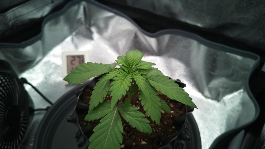 MellowJelly🍭. Week 2