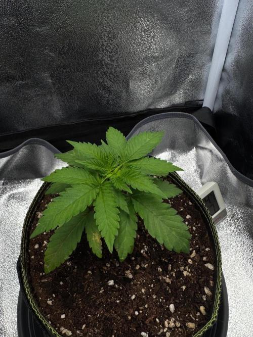 MellowJelly🍭. Week 3