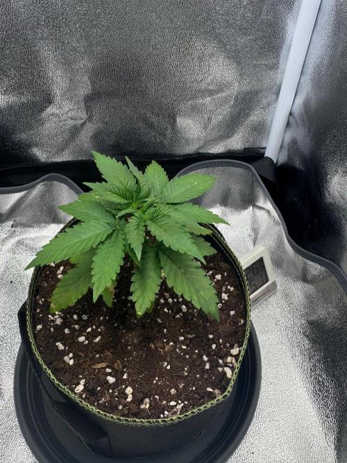 MellowJelly🍭. Week 3