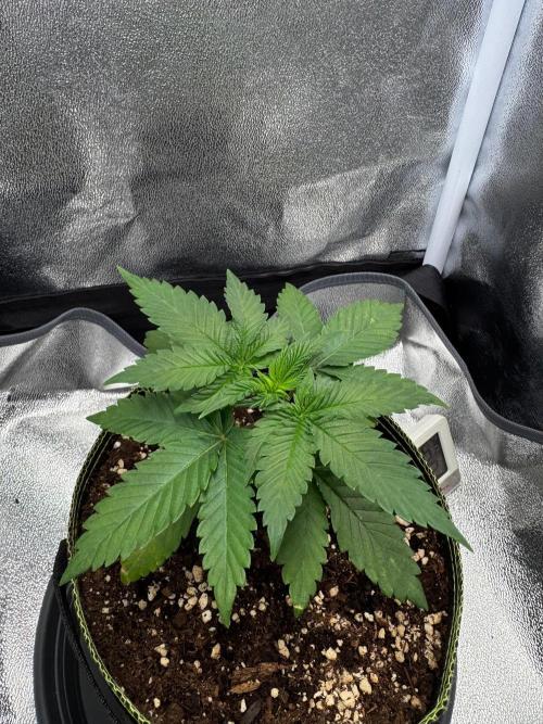 MellowJelly🍭. Week 3