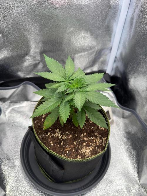 MellowJelly🍭. Week 3