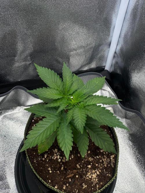 MellowJelly🍭. Week 3