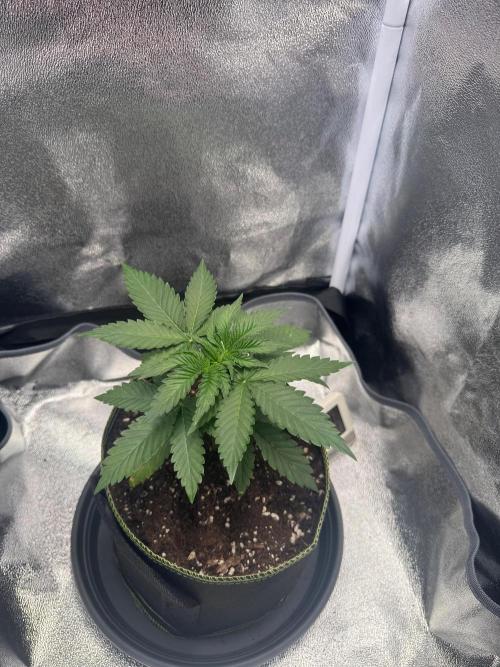 MellowJelly🍭. Week 3