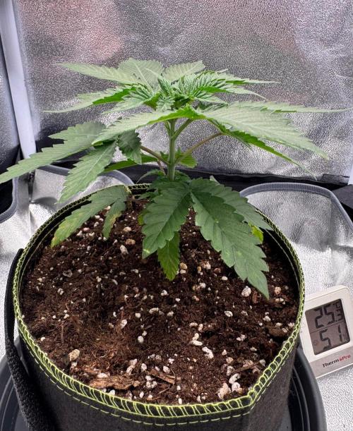 MellowJelly🍭. Week 3