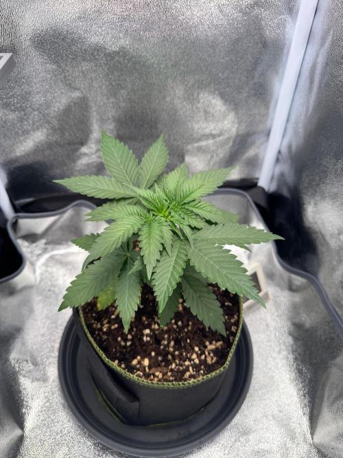MellowJelly🍭. Week 3