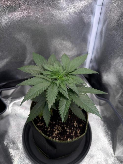 Mellow Jelly🍭micro Grow. Week 4