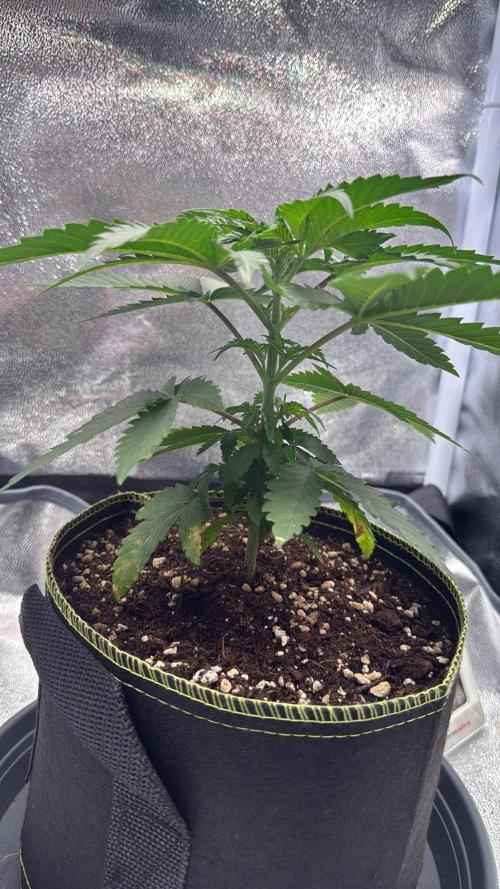 Mellow Jelly🍭micro Grow. Week 4