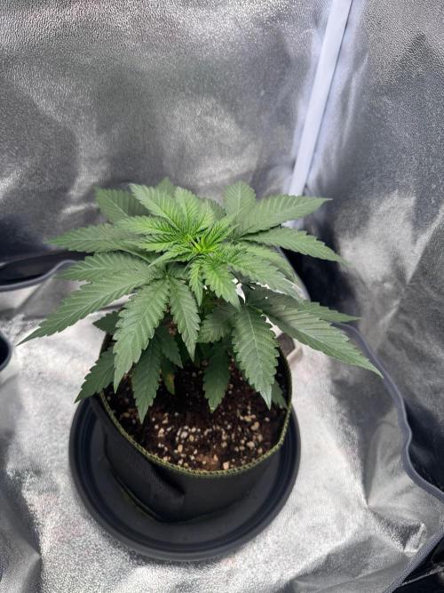Mellow Jelly🍭micro Grow. Week 4