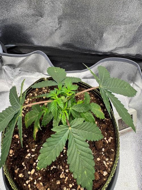 Mellow Jelly🍭micro Grow. Week 4
