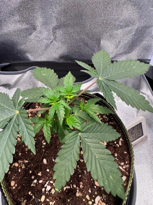 Mellow Jelly🍭micro Grow. Week 4 - Am Abend nach dem Topping