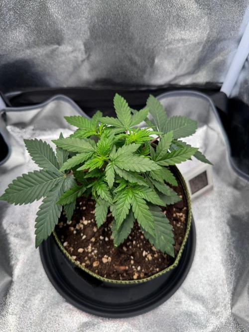 Mellow Jelly🍭micro Grow. Week 4