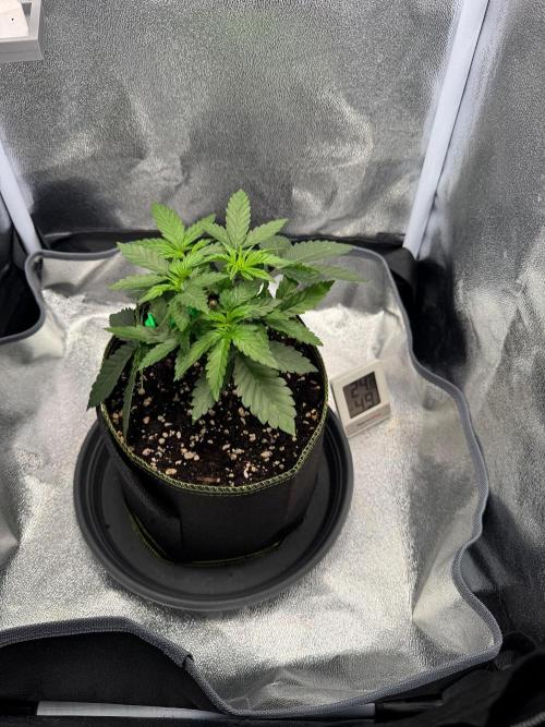 Mellow Jelly🍭micro Grow. Week 4