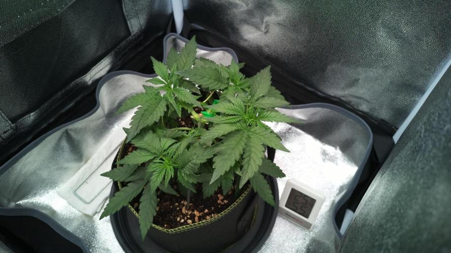Mellow Jelly🍭micro Grow. Week 5