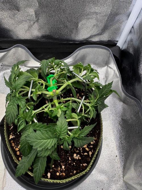 Mellow Jelly🍭micro Grow. Week 5