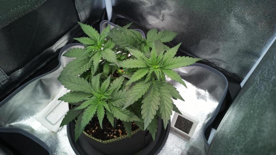 Mellow Jelly🍭micro Grow. Week 5