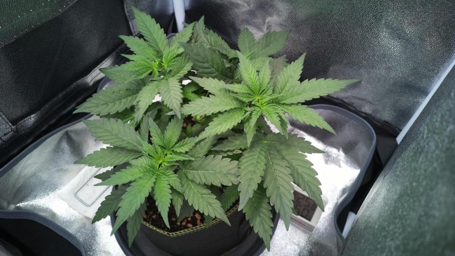 Mellow Jelly🍭micro Grow. Week 5