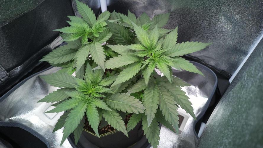 Mellow Jelly🍭micro Grow. Week 6 - Live Cam Pic